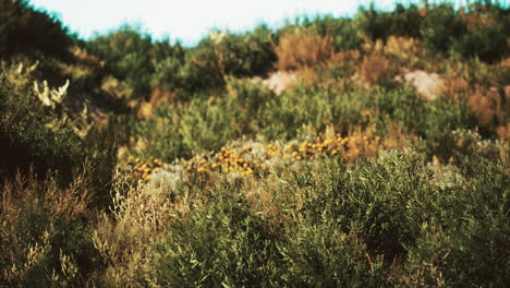 beach dunes with long grass