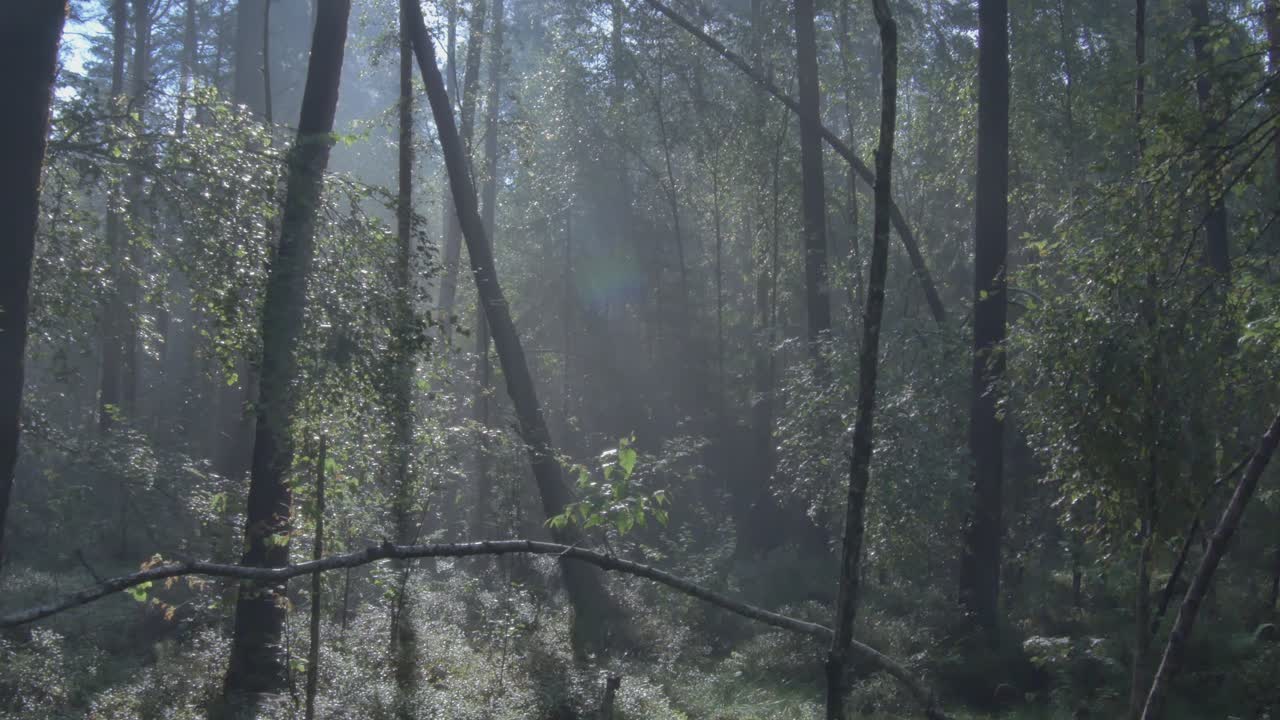 오래된 숲의 아침 안개-3