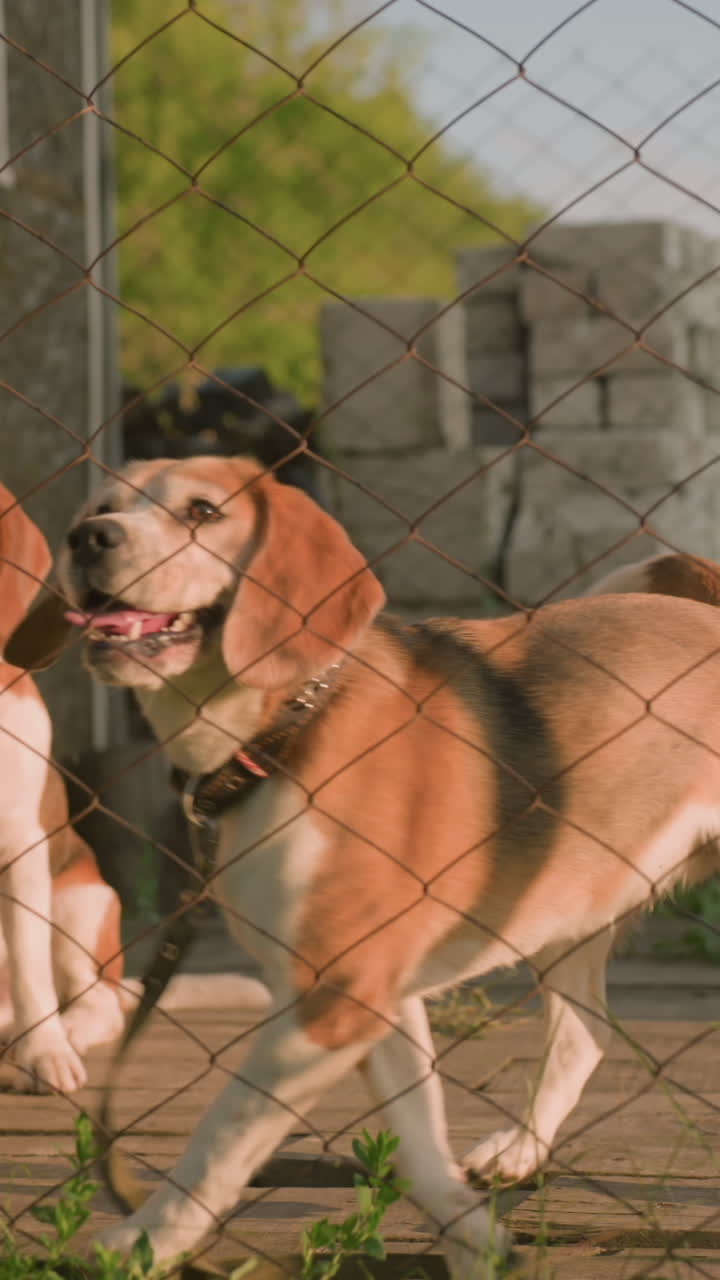 dos perros beagle detrás de la valla de enlace de cadena, uno sentado con calma mientras que otros se mueven curiosamente, un entorno al aire libre soleado con hierba y edificio antiguo en el fondo
