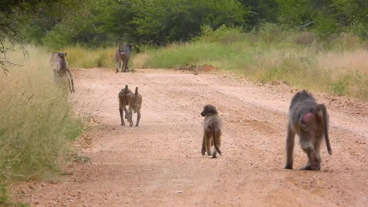 크루거 국립 공원 의 자갈 도로 를 따라 어린 새끼 들 과 함께 산책 하는 바비온 들 의 무리