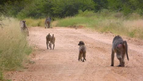a herd of baboons with their young walks along a gravel road in kruger national park