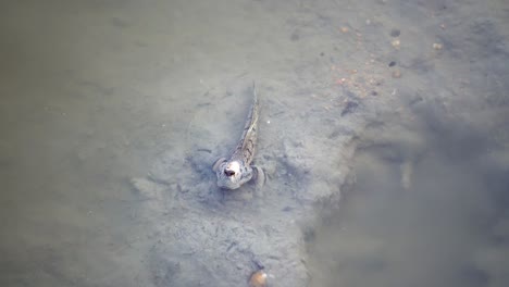 mudskipper (pez anfibio) es quedarse en el barro.