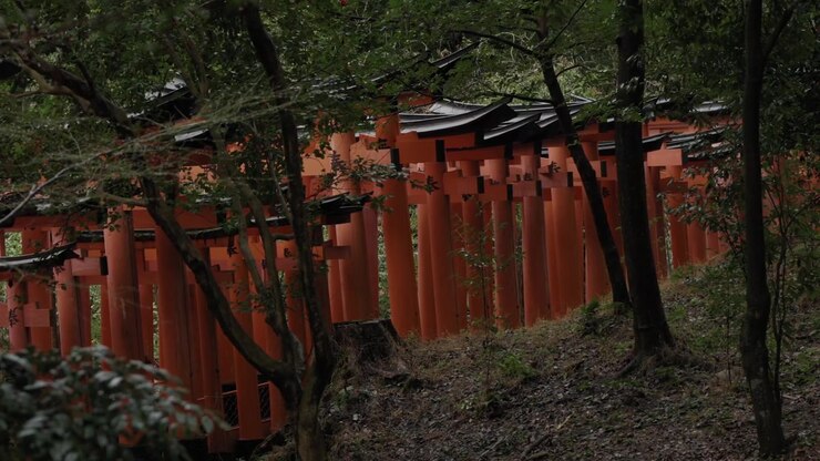 File di cancelli torii vermigli che si snodano attraverso una foresta verde al Santuario Fushimi Inari a Kyoto, Giappone.