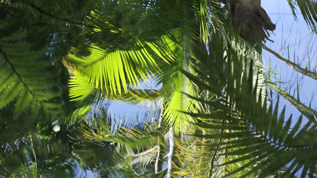 los helechos que se reflejan en el agua en el zoológico de australia