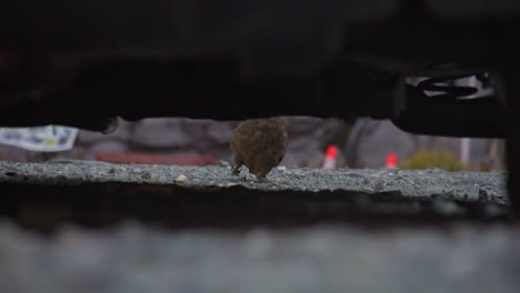 new zealand parrot, kea framed under a car, sitting in the gravel