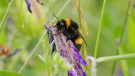 Biene-Im-Garten-Auf-Pflanze