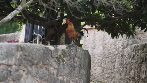altsteirer gallo marrón dorado de estiria saltando sobre un muro de piedra, cacareando