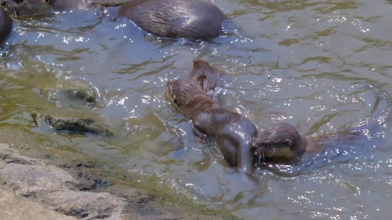 싱가포르 - 강변 에서 놀고 있는 부드러운 털 을 가진 수달 새끼 들 의 가족 - 근접