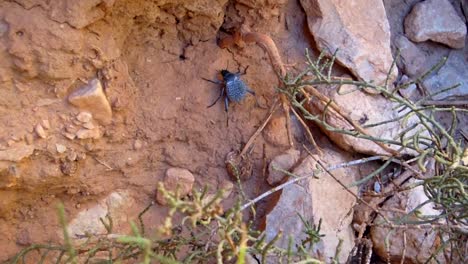 black beetle in todra gorge morocco crawling on dirt with camera following its journey