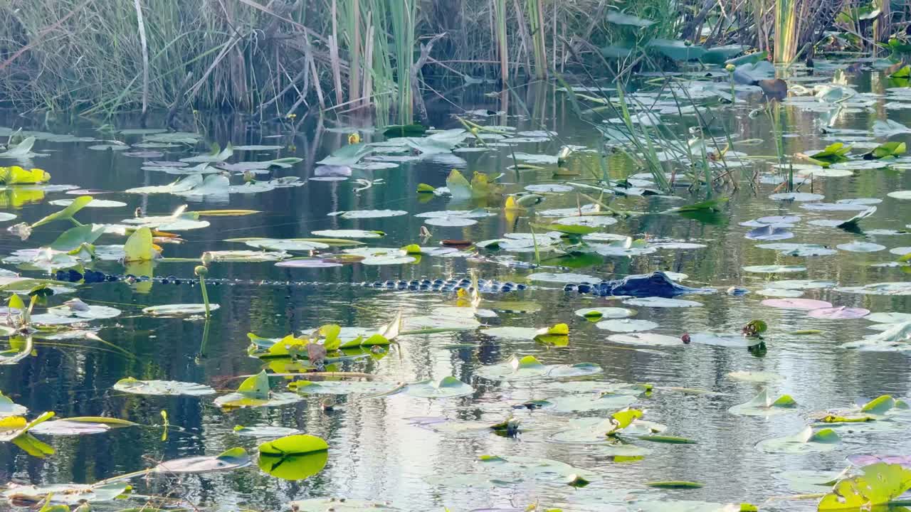An American alligator silently glides through water covered with vibrant lily pads in the Everglades. The tranquil setting highlights the wetland ecosystem and the alligator’s natural habitat.