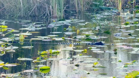 an american alligator silently glides through water covered with vibrant lily pads in the everglades. the tranquil setting highlights the wetland ecosystem and the alligator’s natural habitat.
