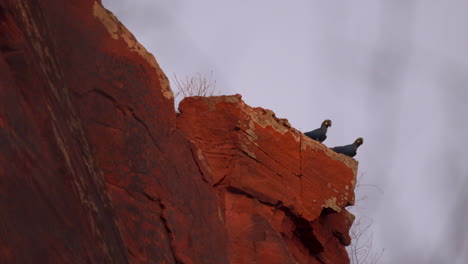 Lear's-Indigo-Macaw-parrot-on-sandstone-breeding-cliff-tropical-Bahia-Brazil-alt-angle