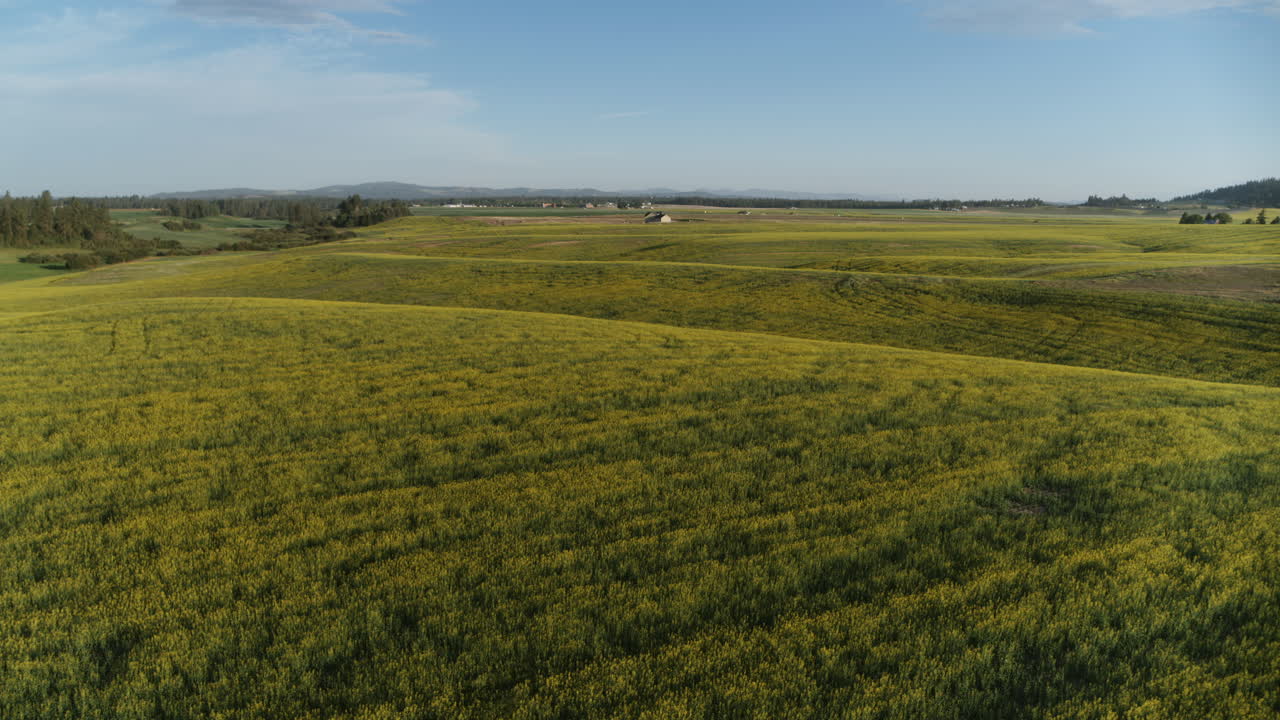 imágenes aéreas que se mueven a través de un campo de canola que está floreciendo con flores amarillas a la luz de un amanecer en spokane, wa