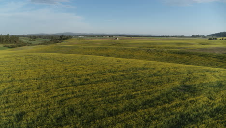 aerial footage moving across a canola field that is blooming with yellow flowers in the light of a sunrise in spokane, wa