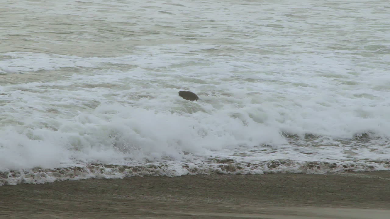 Elephant seal in ocean waves along the California coast. The animal’s head is visible above the water, with white foamy waves crashing against the shore in a dynamic coastal environment.