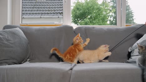 slow motion shot of kittens playing with each other on a sofa