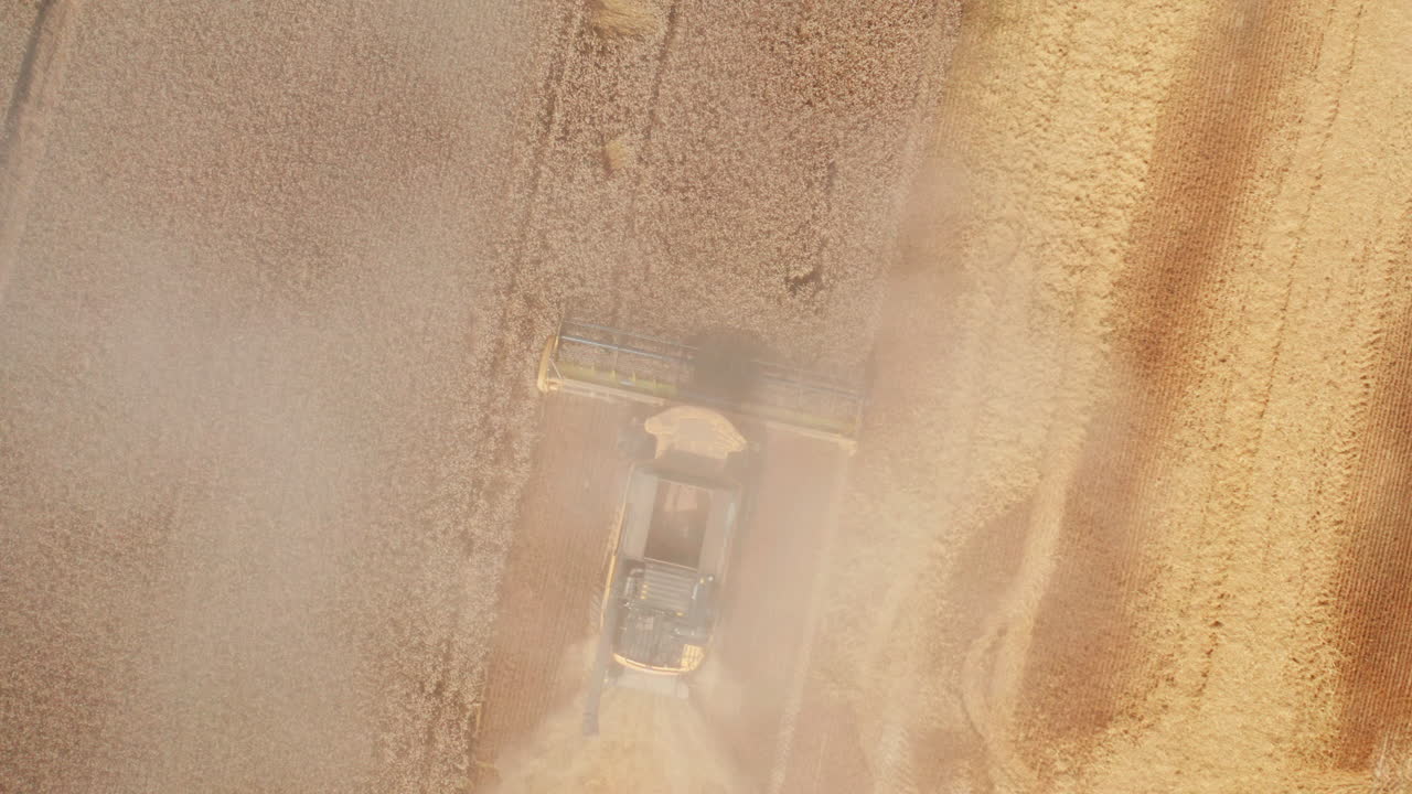 Harvester mows the dry wheat and emits clouds of dust into the air. Drone footage over the endless farmland.