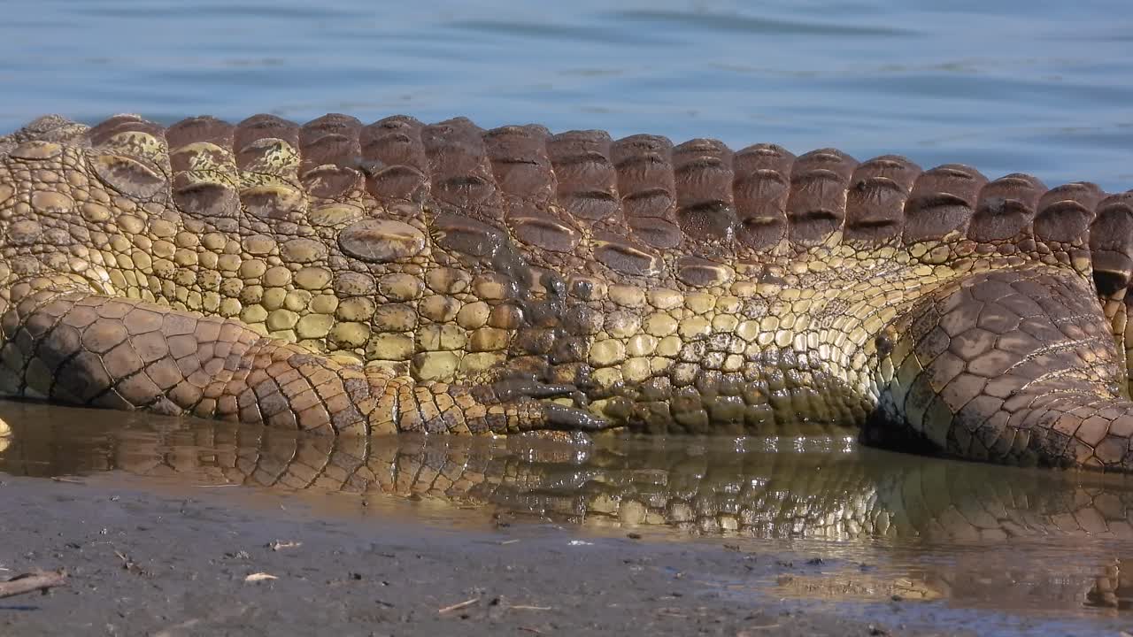Large crocodile skin close-up at water’s edge, Kruger National Park, South Africa