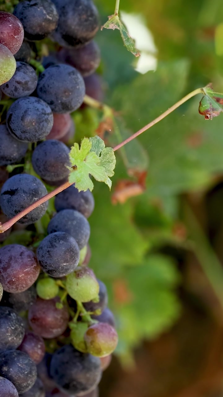 Primo piano di uva matura sulla vite