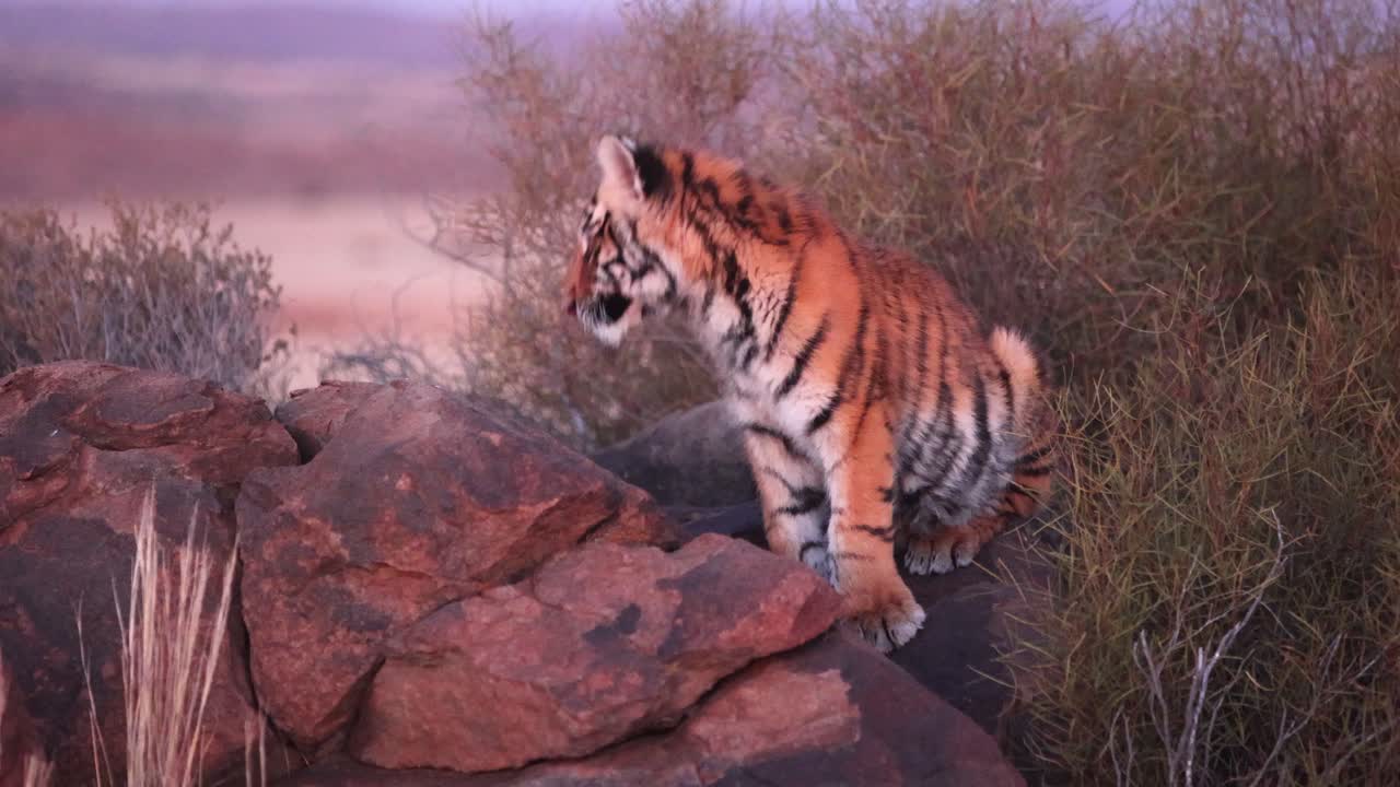 Adorable fuzzy juvenile Bengal Tiger sits in evening light on a rock