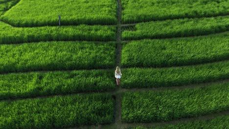 Woman-walks-in-lush-rice-field-in-tropical-Bali-during-golden-sunrise