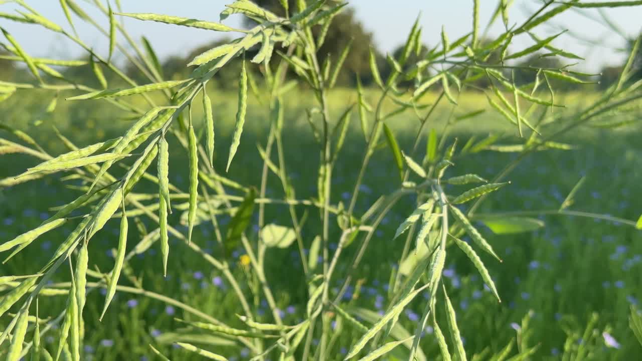 Mustard Seed plant with green pods and leaves swaying in the wind