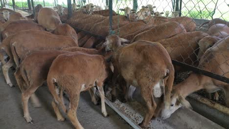 cabras comiendo dentro de una granja de producción