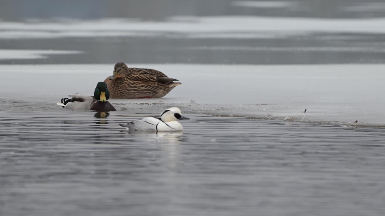 Mallard (Anas platyrhynchos),and smewSmew swims in front while mallard grooms in cold lake surrounded by snow and ice, slow motion