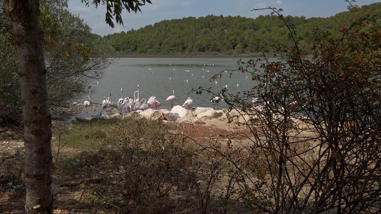 Pink flamingos congregating near lake shoreline, nestling partially hidden by dense vegetation, forest backdrop providing serene natural ecosystem setting