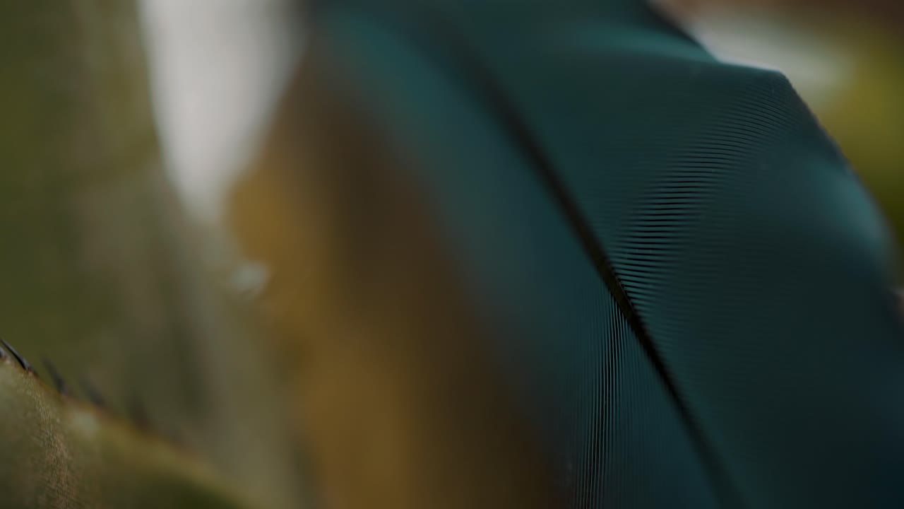 primer plano de una gran pluma de guacamayo verde en amarillo y turquesa