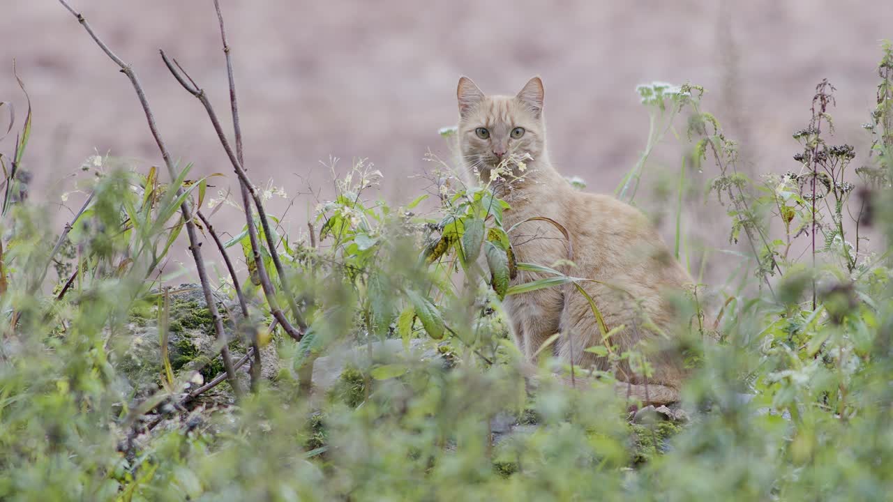 gato doméstico naranja rojo sentado y esperando rezar entre maleza y hierba