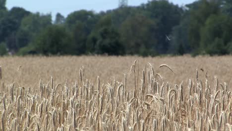 barley on a field in bavaria, germany