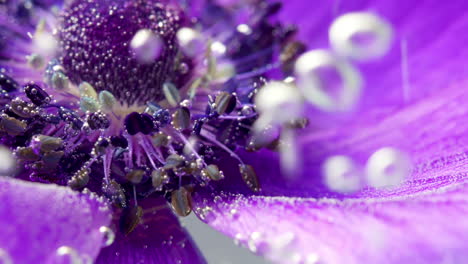 close-up of a purple anemone flower with bubbles