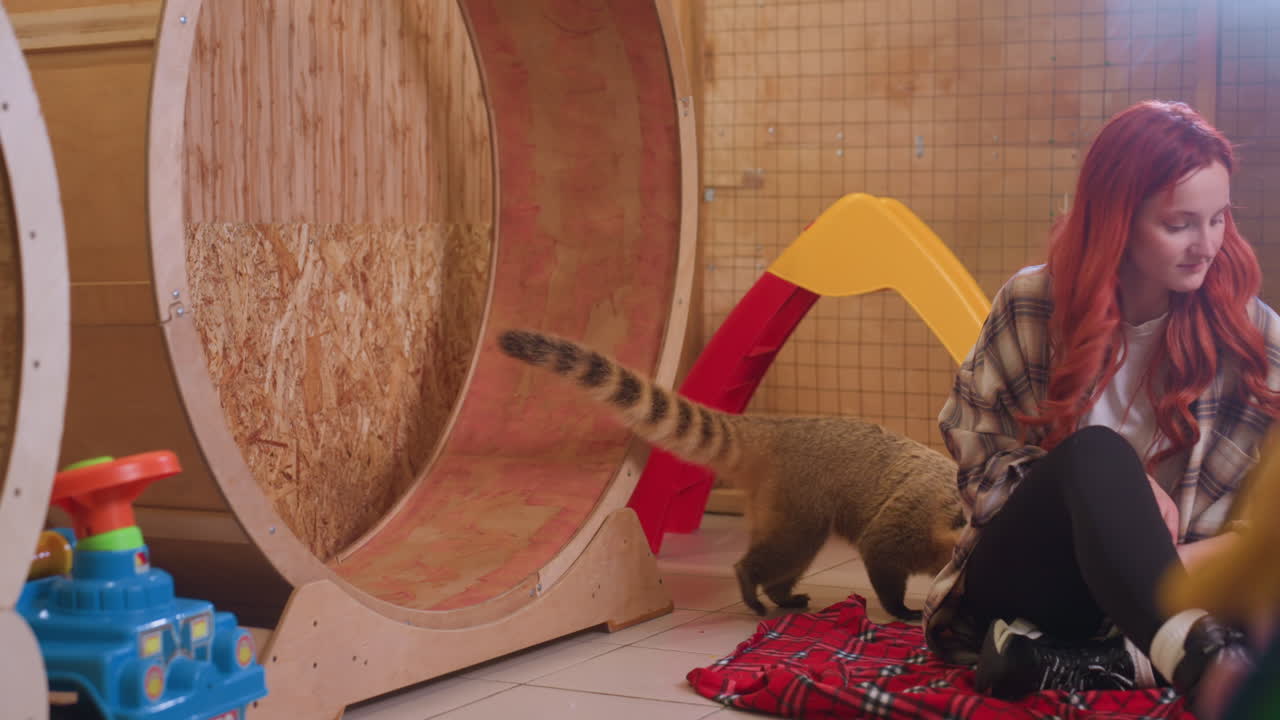 Donna dai capelli rossi incontra un coati all'interno di un recinto. Un volontario presenta il coati da una ruota di legno, un custode osserva da un tappetino, annusando timidamente, coda che si agita, camicia a quadri, coperta rossa, giocattoli sparsi, rifugio