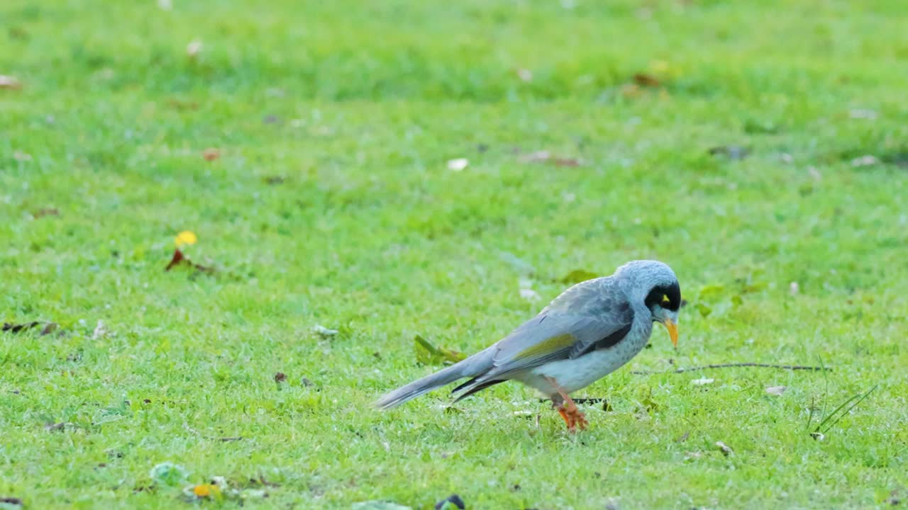 멜버른 동물원에서 두 개의 시끄러운 광부가 상호 작용하고 잔디를 먹습니다. 평온한 야외 환경에서 자연스러운 행동을 보여줍니다.