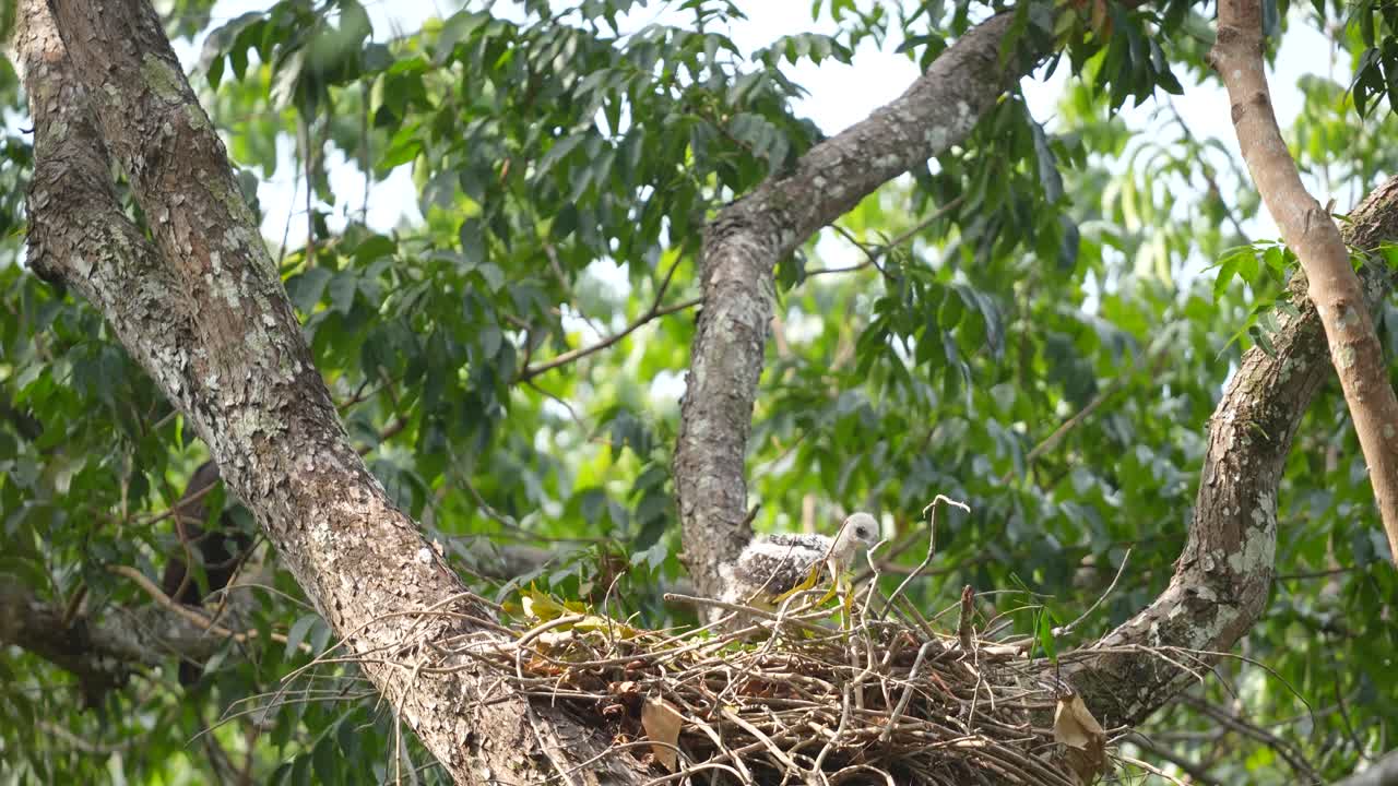 Young Changeable hawk-eagle standing in the nest on the tree with wind blowing in the day