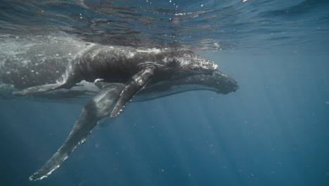 Encuentros-Con-Ballenas-Jorobadas-En-Vava&#39;u-Tonga