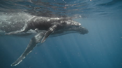 encuentros con ballenas jorobadas en vava'u tonga