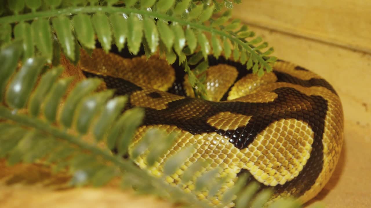 A python strangles a snake held by a man