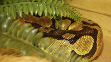 una pitón estrangula una serpiente sostenida por un hombre