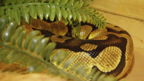 a python strangles a snake held by a man