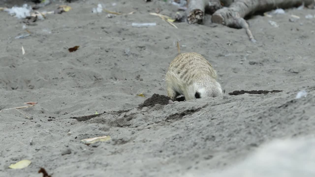 Meerkat Digging in Sand Looking for Food in Natural Habitat