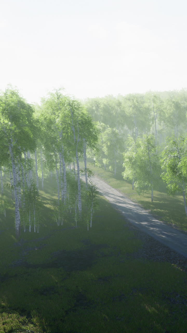 안개 나무 숲 길