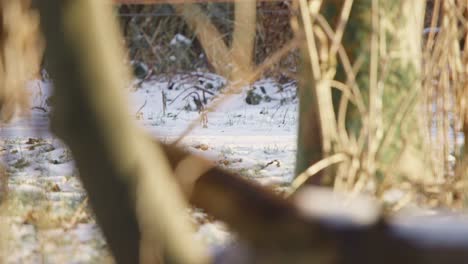 Hufe-Und-Pelzigen-Schwanz-Der-Hochlandkuh-Zu-Fuß-Auf-Schnee-Im-Winterwald