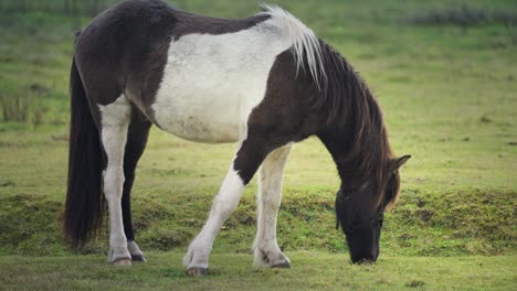 Un-Caballo-Blanco-Y-Negro-Está-Pastando-En-El-Exuberante-Pasto-Verde,-Moviéndose-Con-Gracia