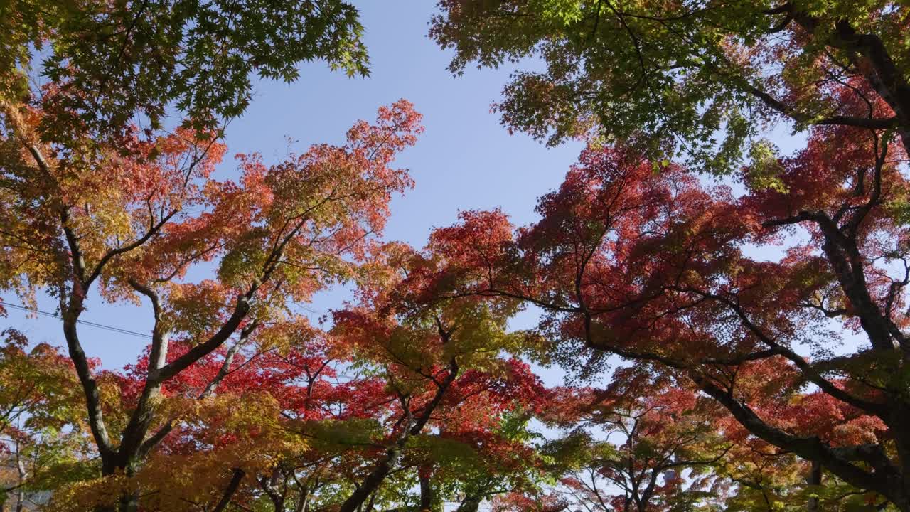 Incredibly vibrant fall colors against blue sky, slow motion slider shot