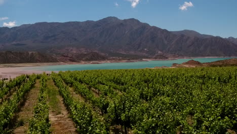 Aerial---vineyard,-lake-and-mountains,-Mendoza,-Argentina,-wide-shot-dolly-right