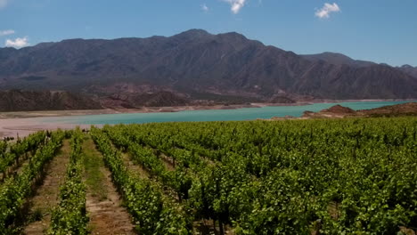 aerial - vineyard, lake and mountains, mendoza, argentina, wide shot dolly right