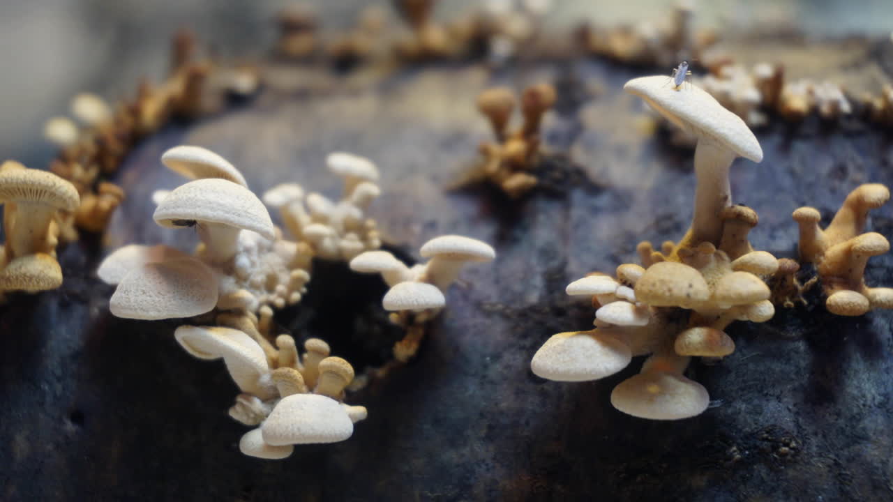 o fungo bioluminescente, panellus stipticus visto à luz do dia