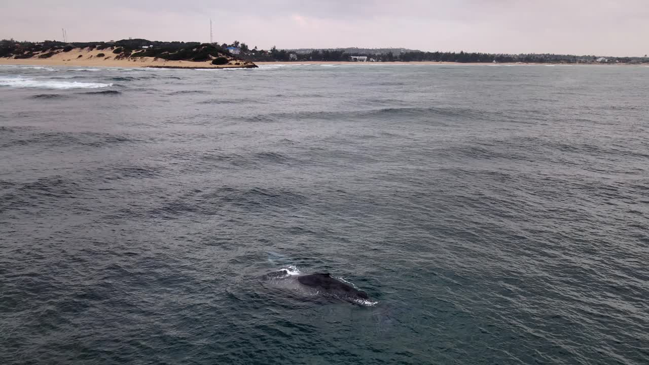 Humpback whale spouting, rising to the surface for air on the coast of Mozambique - Aerial view